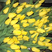 Тюльпаны Strong Gold фотография