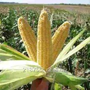Семена кукурузы сахарной Лендмарк F1 1 кг. Clause