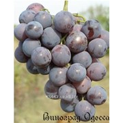 Виноград Кардинал привитый на Кобер 5бб фото