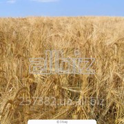 Пшеница 1 класса фотография