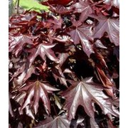 Клен остролистый ф. “Feassen's Black“ (Acer platanoides f. “Feassen's Black“) фото