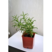 Комнатные растения: Розмарин 20-25 см фото