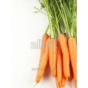Морковь свежая от 20 тонн