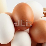 Яйцо куриное в асортименте фото