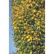 Граб Carpinus betulus Fastigiata обхват ствола 200-250 фотография