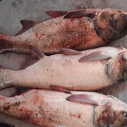 товарная рыба : карп, толстолоб,сом,карась фотография