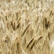 Пшеница озимая, купить, Украина