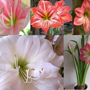 Цветок Амариллис фотография