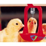 Поилки ниппельные для птицефабрик фото