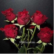 Роза tamango фото