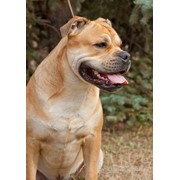 Щенки Ка Де Бо фото