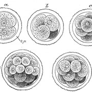 Эмбрионы КРС фото