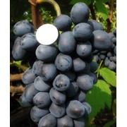 Саженцы винограда Версаль оптом фото