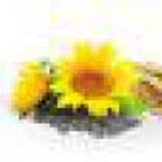 Подсолнечник sunflower Rana K