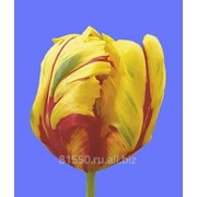 Луковица цветочных культур Texas Flame фото