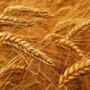 Семена озимой пшеницы “Досконала“ элита фотография