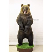 Чучело медведя фотография