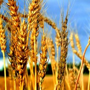 Закупка Пшеницы обыкновенной, Украина