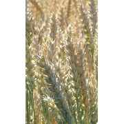 Семена пшеницы мягкой озимой, сорт Алексеич