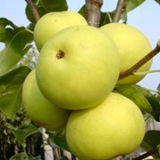 Гибрид яблони с грушей Naddel Pear фото