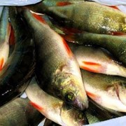 Продажа рыбы внутренних водоемов фото