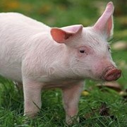 Пуріна Стартер-концентрат (універсал свині) 5 кг, 10 кг, 25 кг (20020) фотография