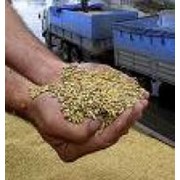Семена озимой пшеницы. сорт - Станичная (элита) фотография