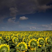 Подсолнечник. Производство зерновой и масличной сельскохозяйственной продукции высокого качества. фото