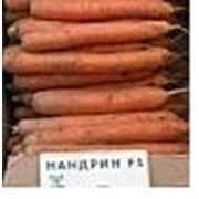 Семена моркови Нандрин фото