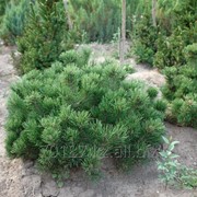 Pinus mugo var. mughus (сосна горная) фото
