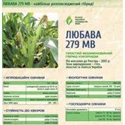 Кукуруза Любава 279МВ фото