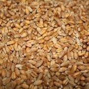 Пшеница фуражная, превозка, закупка, хранение зерновых и масличных культур