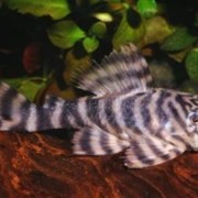 Рыбка Tiger Pleco Panaque фотография