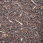 Семена рапса продовольственного фото