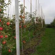 Яблоки нового натурального сорта - Рено фото