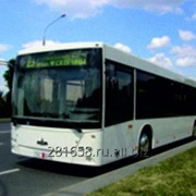 Автобусы МАЗ 203016 и МАЗ 203116 фотография