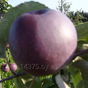 Сорт яблок “Имант“ фотография