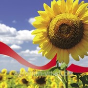 Насіння соняшника Сингента NK DELFI ua, пак фото