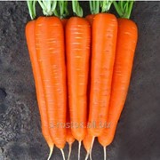 Морковь LAGUNA F1, NUNHEMS фото
