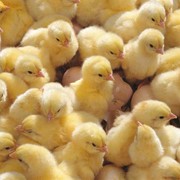 Суточные цыплята-бройлеры порода КОББ-500, РОСС-308 (Венгрия, Германия), цыплята мясо-яичных пород кур, суточные цыплята купить.