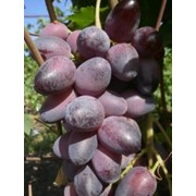 Саженцы винограда Красотка фото