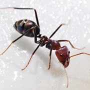 Уничтожение муравьев фотография
