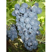 Саженцы винограда Ришелье