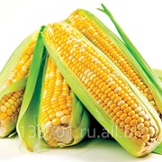 Кукуруза семена фото