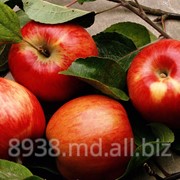Яблоки на экспорт фотография