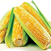 Семена кукурузы , гибрид ТАР фото