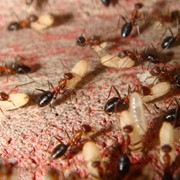 Уничтожение муравьев фото