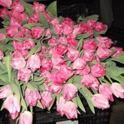Тюльпаны фотография