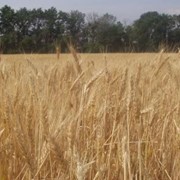 Озимая пшеница Металлист