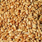 Семена Озимой пшеницы фото